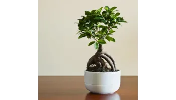 Ficus Bonsai Ginseng in ghiveci