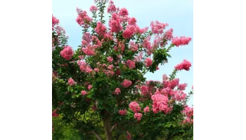 cum sa ai o gradina plina de flori si parfum