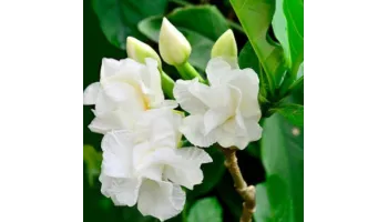 gardenia: sfaturi de ingrijire