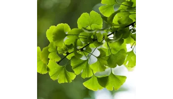 Ginkgo Biloba