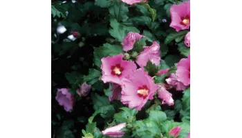 hibiscus de gradina ingrijire