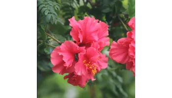 Hibiscus sfaturi pentru plantare ingrijire si inmultire