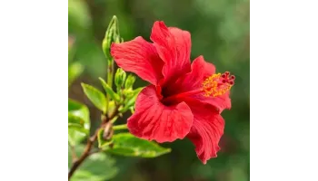 Hibiscus