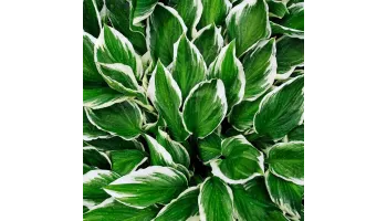 Hosta