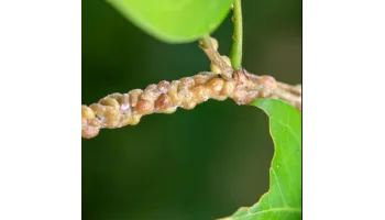 ghid pas cu pas pentru a scapa de insectele daunatoare din gradina