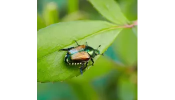 cele mai bune insecticide pentru agricultura