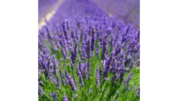 Lavanda