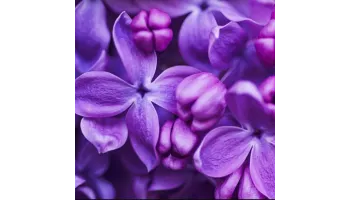 liliac sfaturi de plantare si ingrijire