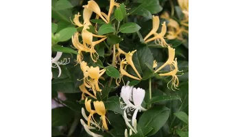 Lonicera