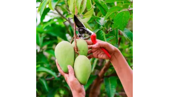 cum sa plantezi mango in gradina