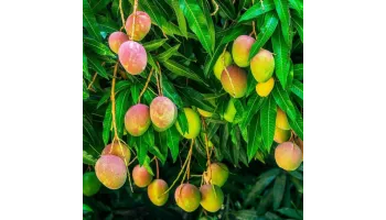 5 motive pentru a cultiva mango in gradina