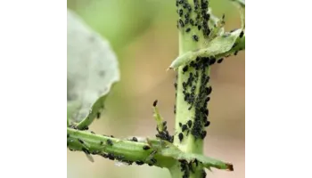 insecticid agricol Mospilan