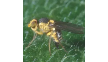 Musca miniera