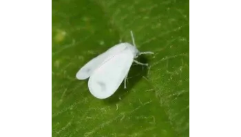 Musculita alba de sera