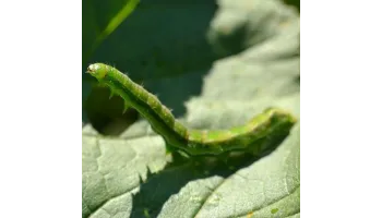 Omida tomatelor