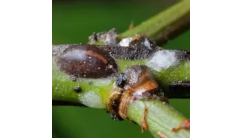 Paduchele testos al plantelor ornamentale