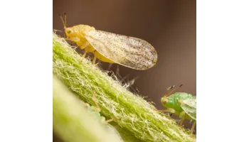 insecticide pentru afide si paduchii plantelor