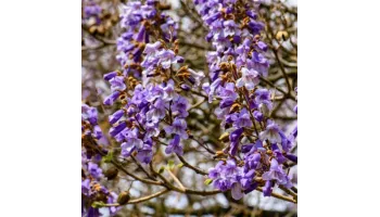 Paulownia: Plantare si ingrijire