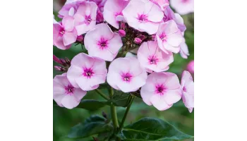 Phlox