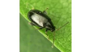 Puricele negru al verzei (