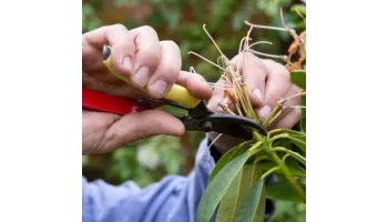 Cum se ingrijeste corect Rhododendronul