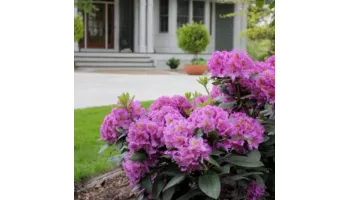 Cum sa plantezi si sa ingrijesti un Rhododendron