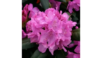 Rhododendron