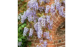 Wisteria