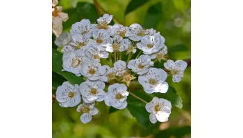 Spiraea