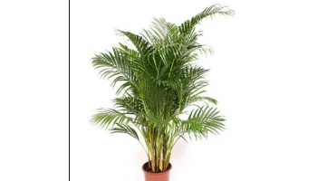 Palmier Areca planta ornamentala de apartament