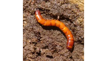 Viermii sarma (Agriotes sp.)