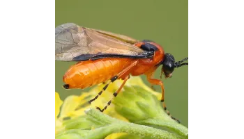 Viespea rapitei (Athalia rosae)