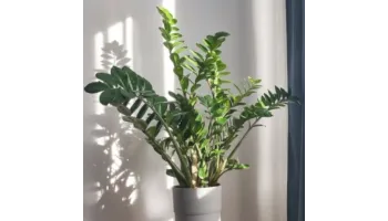 Zamioculcas ghid complet de ingrijire