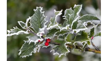 protejare arbusti ornamentali iarna