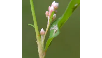 Ardeiul broastei