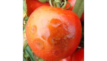 Tomate boli si daunatori