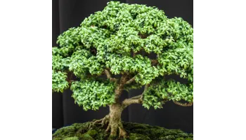 Ingrijire Bonsai