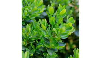 Buxus