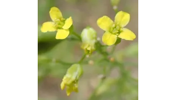 Camelina (Camelina sativa)