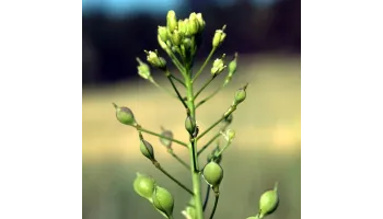 Camelina (Camelina sativa)