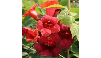 Campsis radicans