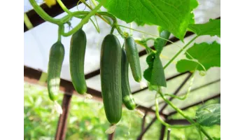 boli legume de sera