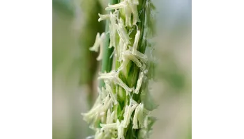 Coada vulpii