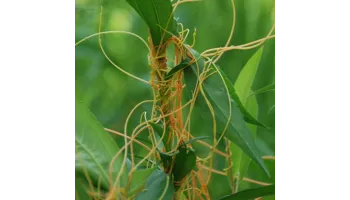 Cuscuta