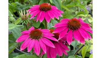 plante perene echinacea