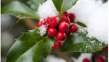 arbusti ornamentali rezistenti la frig