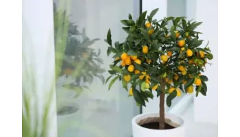 plantare si ingrijire kumquat fruct