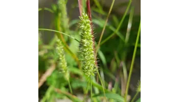 mohorul verde