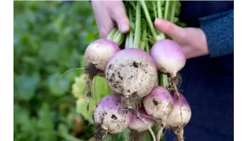 ghid de plantare legume iarna