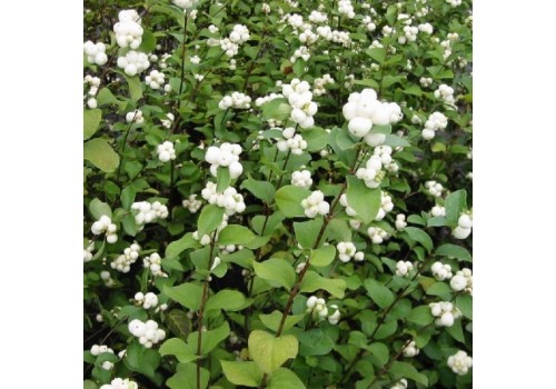 Symphoricarpos